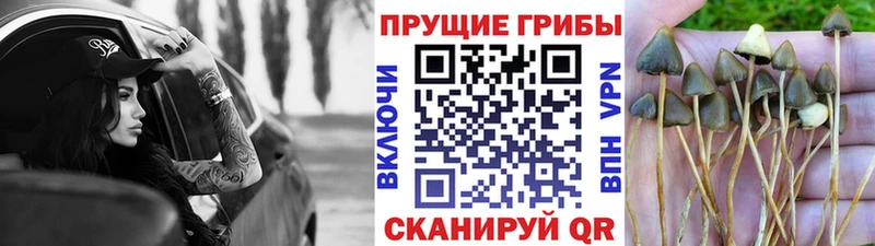 Псилоцибиновые грибы ЛСД Жуковка
